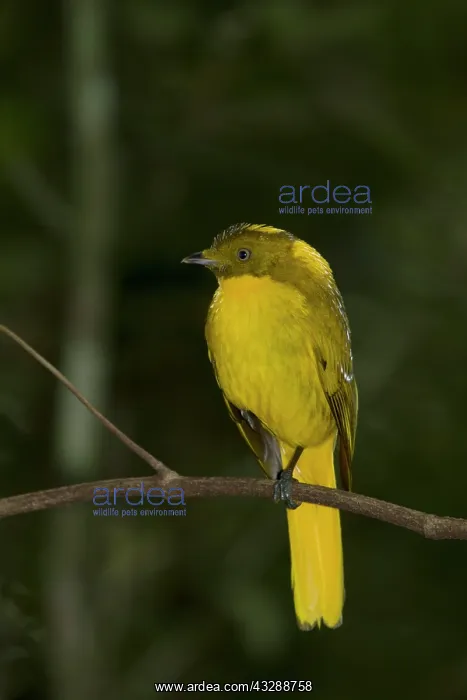 : 80201331 Golden Bowerbird Atherton Tablelands, Queensland : 80201331 Golden Bowerbird Atherton Tablelands, Queensland