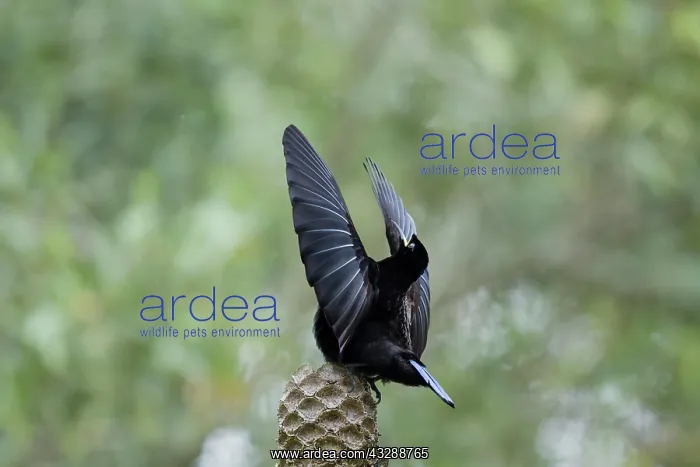 : 80201332 Victoria's Riflebird - adult male display : 80201332 Victoria's Riflebird - adult male display