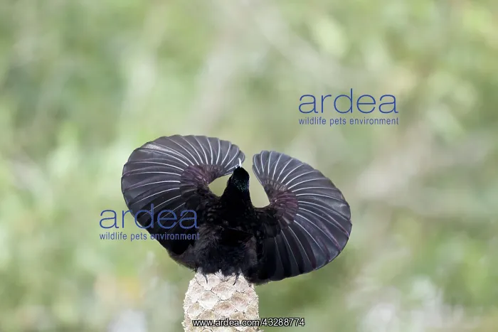 : 80201333 Victoria's Riflebird - adult male display : 80201333 Victoria's Riflebird - adult male display