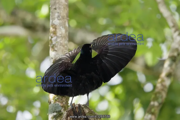: 80201334 Victoriaos Riflebird - adult male display : 80201334 Victoriaos Riflebird - adult male display