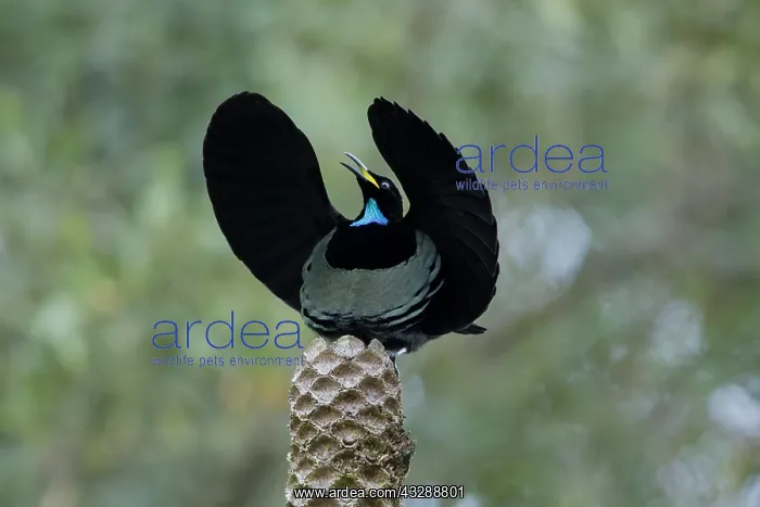 : 80201335 Victoria's Riflebird - adult male display : 80201335 Victoria's Riflebird - adult male display