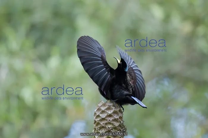 : 80201336 Victoria's Riflebird - adult male display : 80201336 Victoria's Riflebird - adult male display