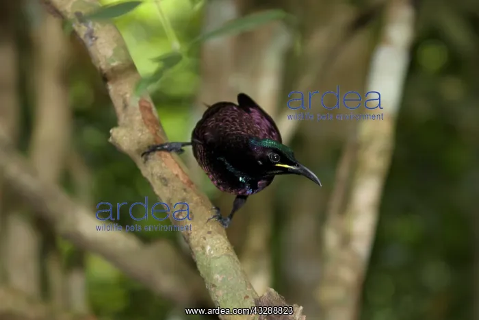 : 80201337 Victoria's Riflebird - adult male in breeding : 80201337 Victoria's Riflebird - adult male in breeding