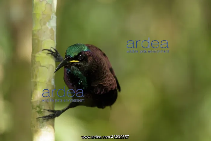 : 80201338 Victoria's Riflebird - adult male in breeding : 80201338 Victoria's Riflebird - adult male in breeding