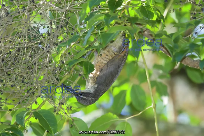 : 80201339 Victoriaos Riflebird - immature feeding : 80201339 Victoriaos Riflebird - immature feeding
