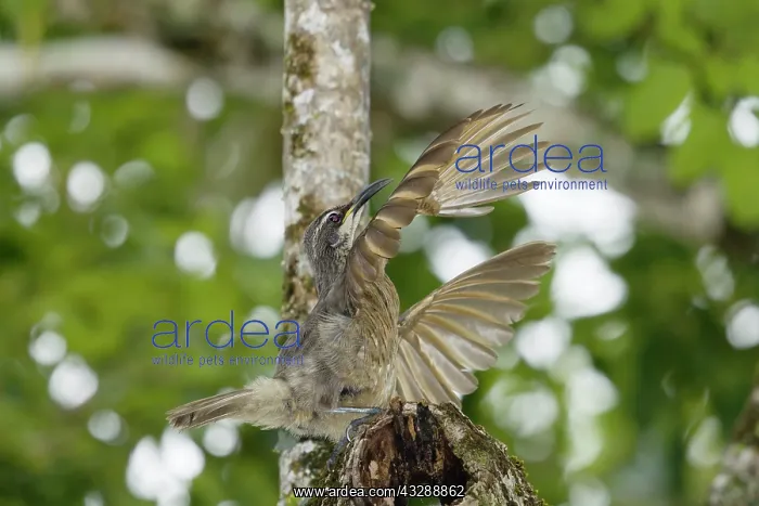 : 80201341 Victoria's Riflebird - immature male displaying : 80201341 Victoria's Riflebird - immature male displaying