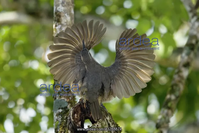 : 80201342 Victoria's Riflebird - immature male displaying : 80201342 Victoria's Riflebird - immature male displaying