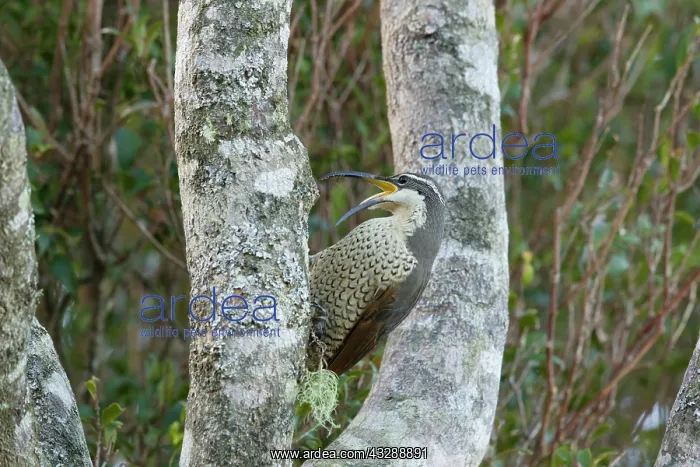 : 80201343 Paradise Riflebird - female searching for : 80201343 Paradise Riflebird - female searching for