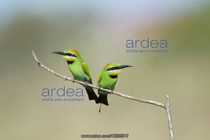 : 80201345 Rainbow Bee-eater - pair Gold Coast, Queensland : 80201345 Rainbow Bee-eater - pair Gold Coast, Queensland