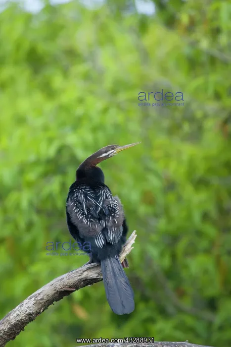 : 80201346 Australian Darter Daintree, Queensland : 80201346 Australian Darter Daintree, Queensland