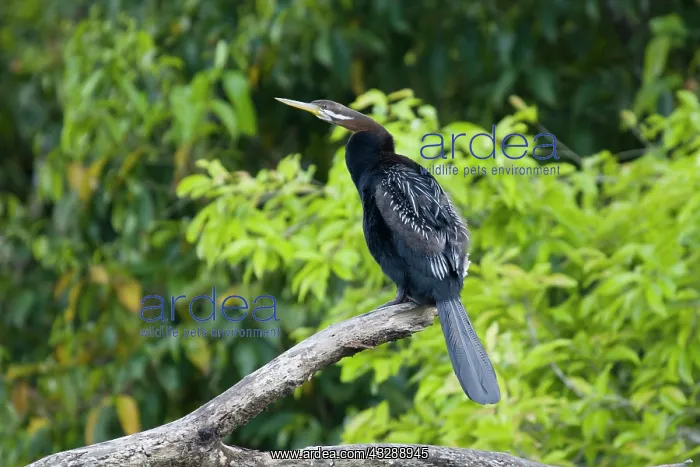 : 80201347 Australian Darter Daintree, Queensland : 80201347 Australian Darter Daintree, Queensland