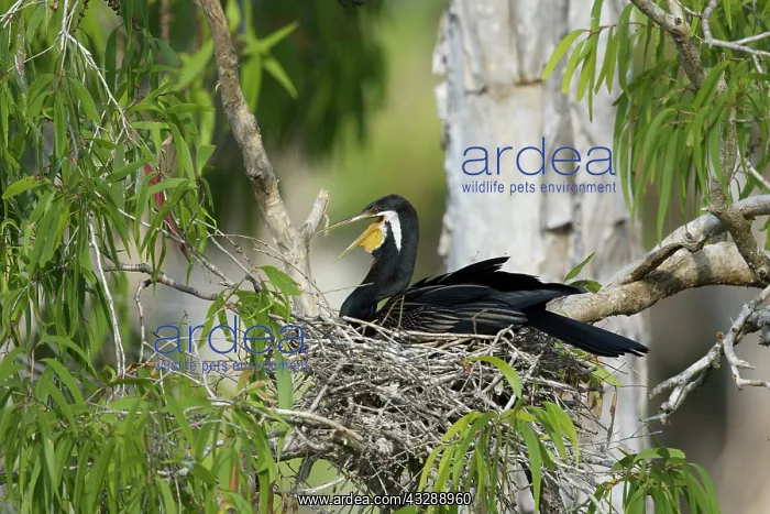 : 80201348 Australian Darter - on nest Atherton Tablelands : 80201348 Australian Darter - on nest Atherton Tablelands