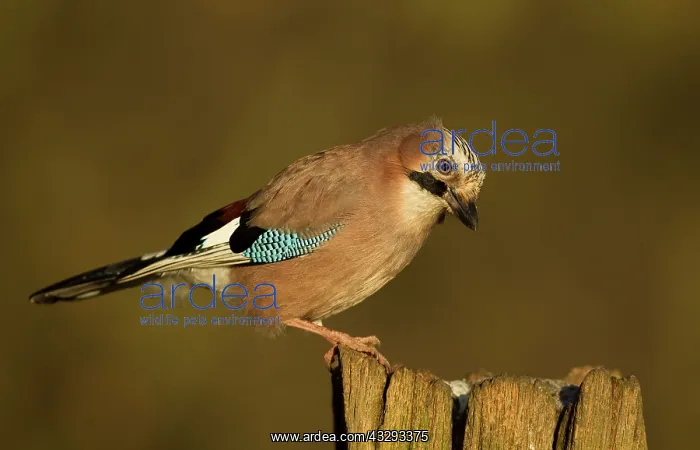 : 80201351 Eurasian Jay - perched on gate post in : 80201351 Eurasian Jay - perched on gate post in