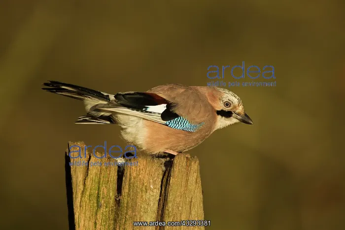  : 80201352 Eurasian Jay - perched on gate post in