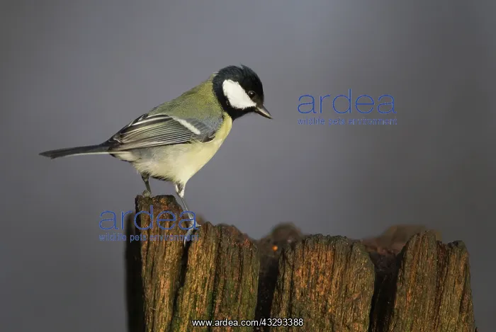 : 80201353 Great Tit - perched on top of an old gate : 80201353 Great Tit - perched on top of an old gate