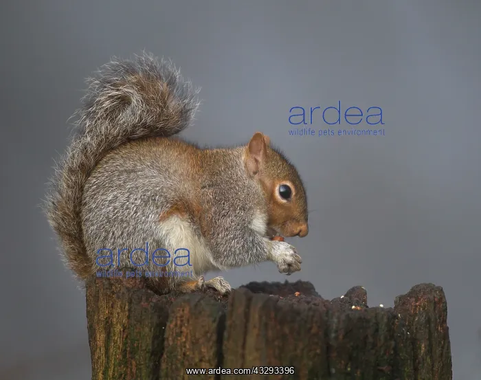 : 80201354 Grey Squirrel - eating a peanut on top : 80201354 Grey Squirrel - eating a peanut on top