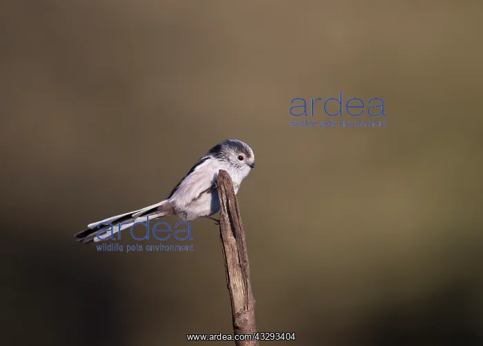 : 80201355 Long-Tailed Tit - adult perched on branch : 80201355 Long-Tailed Tit - adult perched on branch