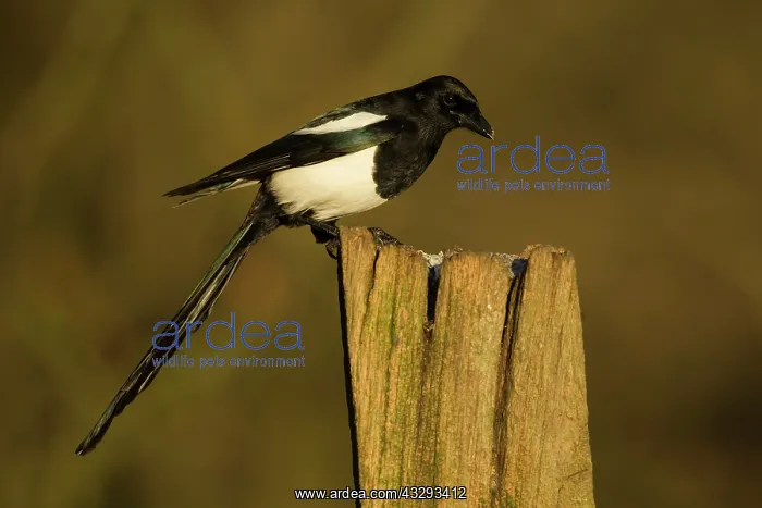 : 80201356 Magpie - perched on old gate post in Winter : 80201356 Magpie - perched on old gate post in Winter