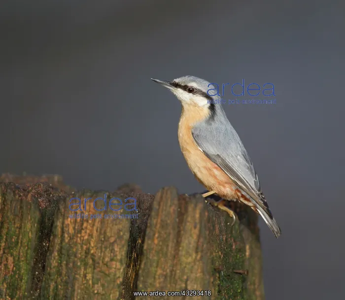 : 80201357 Nuthatch - perched on old gate post in : 80201357 Nuthatch - perched on old gate post in
