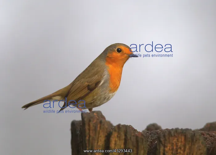 : 80201361 Robin - perched on old gate post in Winter : 80201361 Robin - perched on old gate post in Winter