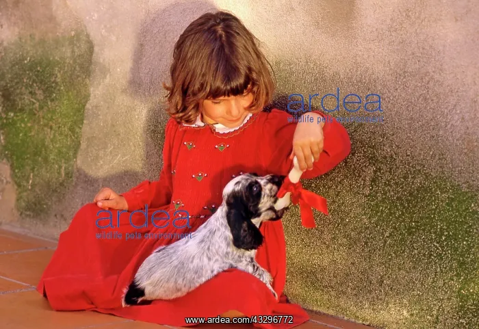: 80201369 Girl - in red dress playing with Cocker : 80201369 Girl - in red dress playing with Cocker