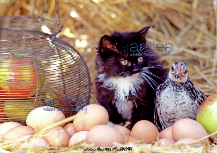 : 80201373 Cat - kitten and chick with eggs Frederic : 80201373 Cat - kitten and chick with eggs Frederic