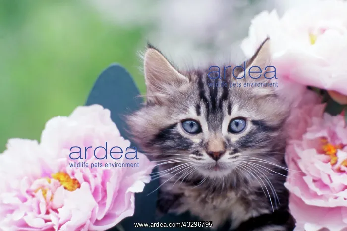 : 80201374 Cat - kitten in flowers Frederic Rolland : 80201374 Cat - kitten in flowers Frederic Rolland