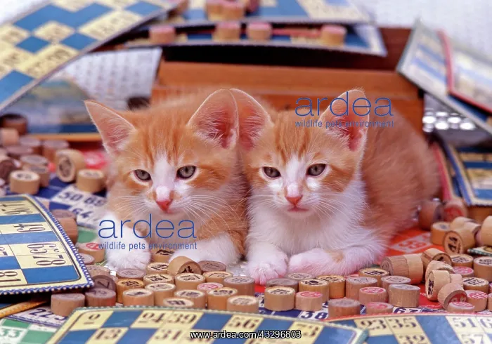 : 80201375 Cat - kittens lying in board games Frederic : 80201375 Cat - kittens lying in board games Frederic
