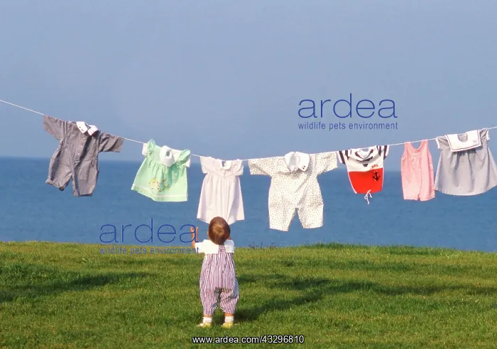 : 80201376 Child - young child hanging clothes to : 80201376 Child - young child hanging clothes to