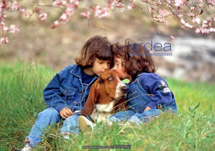 : 80201383 Children - kissing Basset Hound dog Frederic : 80201383 Children - kissing Basset Hound dog Frederic