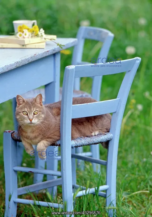 : 80201384 Cat - sitting on blue chair in garden Frederic : 80201384 Cat - sitting on blue chair in garden Frederic