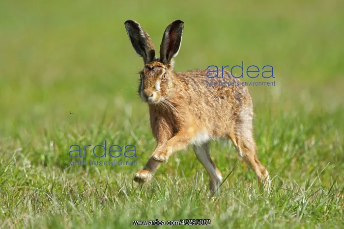 : 80201386 Brown Hare - adult male running in grass : 80201386 Brown Hare - adult male running in grass