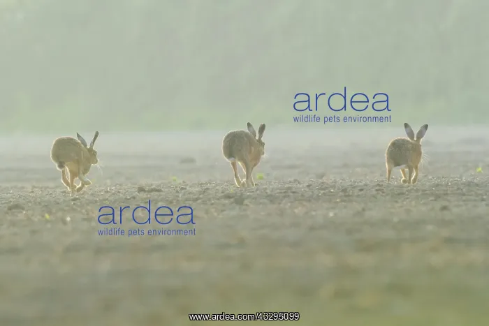 : 80201388 Brown Hare - three adults running across : 80201388 Brown Hare - three adults running across
