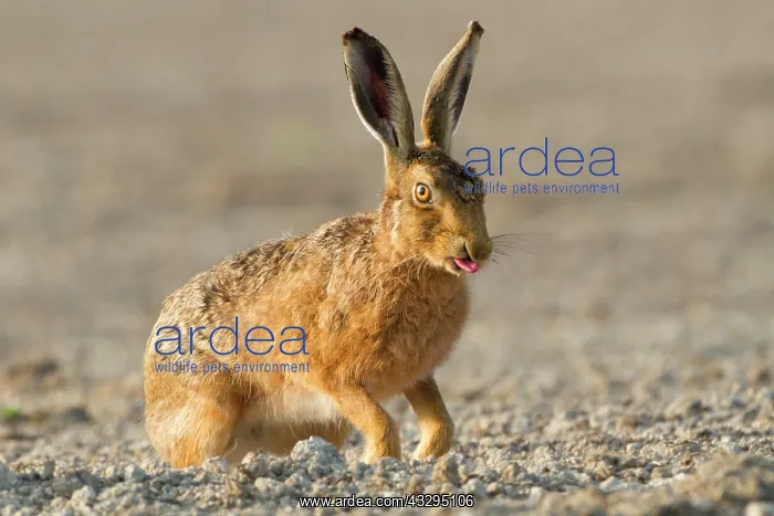 : 80201389 Brown Hare - poking tongue out in Summer : 80201389 Brown Hare - poking tongue out in Summer