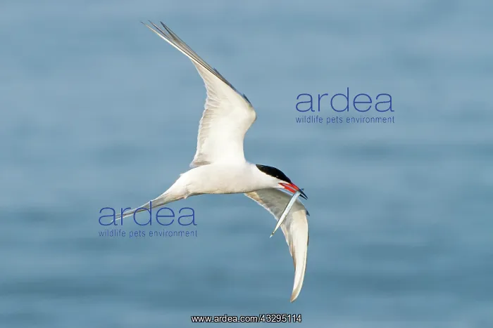 : 80201390 Common Tern - adult in flight with Sand : 80201390 Common Tern - adult in flight with Sand