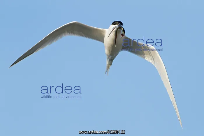 : 80201391 Sandwich Tern - adult in flight with Sand : 80201391 Sandwich Tern - adult in flight with Sand