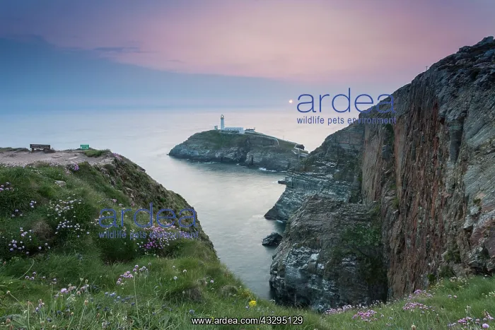 : 80201392 Seascape - South Stack Lighthouse at sunset : 80201392 Seascape - South Stack Lighthouse at sunset