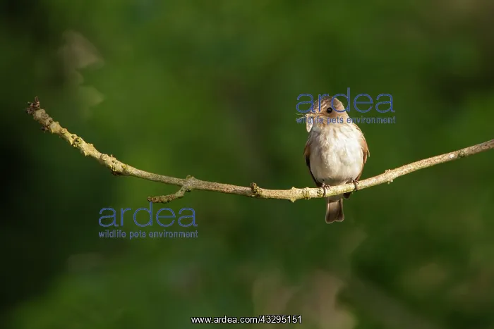 : 80201395 Spotted Flycatcher - adult on branch with : 80201395 Spotted Flycatcher - adult on branch with