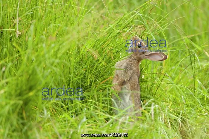 : 80201396 Rabbit - juvenile on hind legs to reach : 80201396 Rabbit - juvenile on hind legs to reach