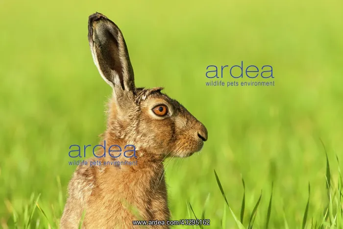: 80201397 Brown Hare - adult head and shoulders Powys : 80201397 Brown Hare - adult head and shoulders Powys