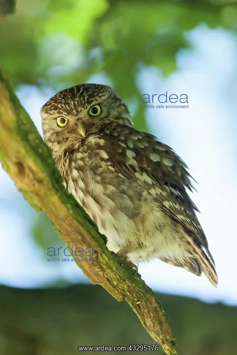 : 80201399 Little Owl - adult on tree branch Powys : 80201399 Little Owl - adult on tree branch Powys