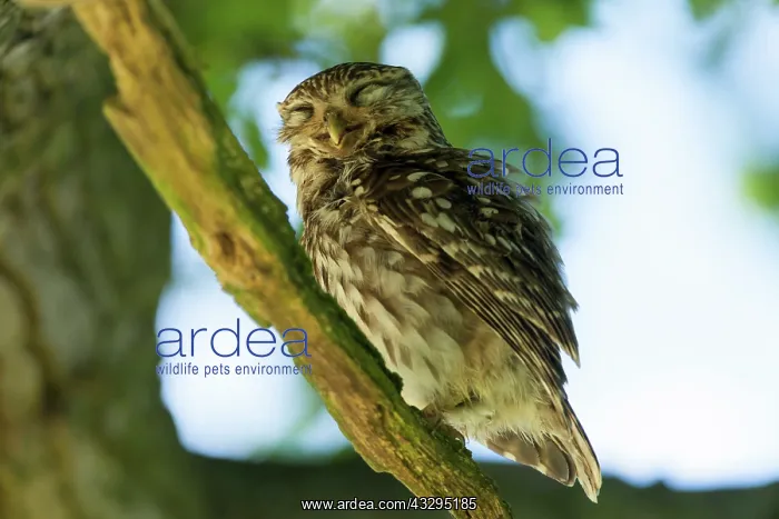 : 80201400 Little Owl - adult on tree branch appearing : 80201400 Little Owl - adult on tree branch appearing