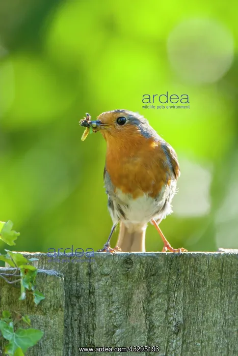 : 80201401 Robin - adult on fence with food in bill : 80201401 Robin - adult on fence with food in bill