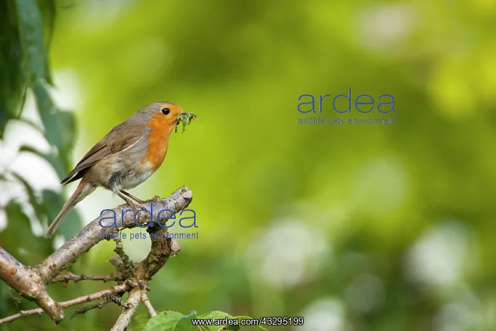 : 80201402 Robin - adult on perch with food in bill : 80201402 Robin - adult on perch with food in bill