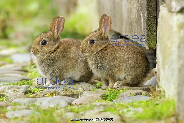  : 80201403 Rabbit - pair of juvenile rabbits by stable