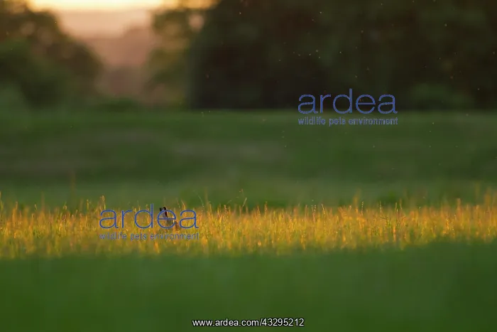 : 80201404 Brown Hare - in patch of golden light in : 80201404 Brown Hare - in patch of golden light in