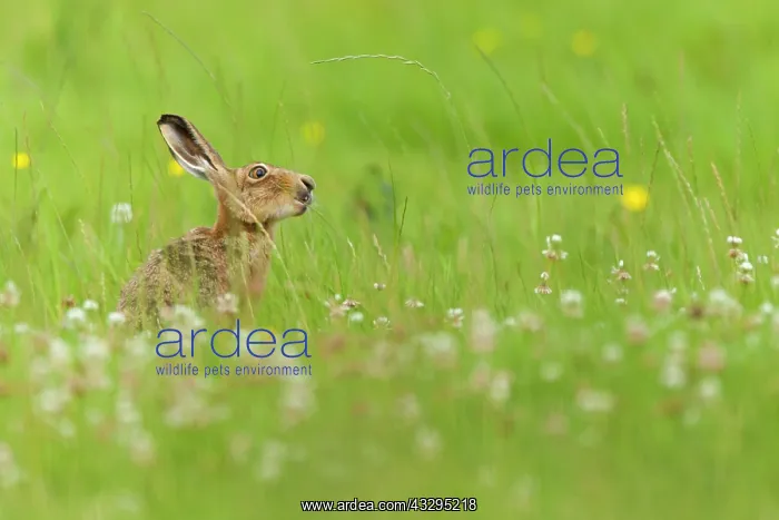 : 80201405 Brown Hare - adult eating long grass in : 80201405 Brown Hare - adult eating long grass in