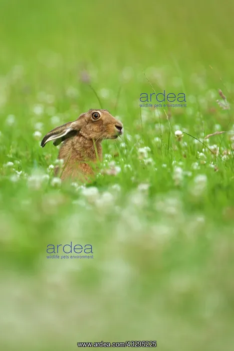 : 80201406 Brown Hare - adult sniffing grass in clover : 80201406 Brown Hare - adult sniffing grass in clover