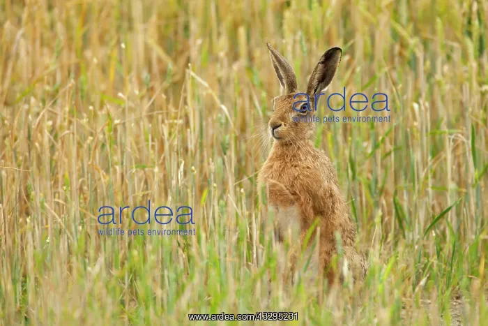 : 80201407 Brown Hare - adult on hind legs in wheat : 80201407 Brown Hare - adult on hind legs in wheat