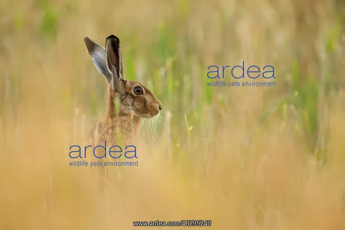 : 80201408 Brown Hare - adult head and shoulders shot : 80201408 Brown Hare - adult head and shoulders shot